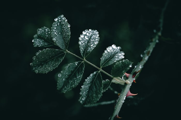 Beauty in thorns 